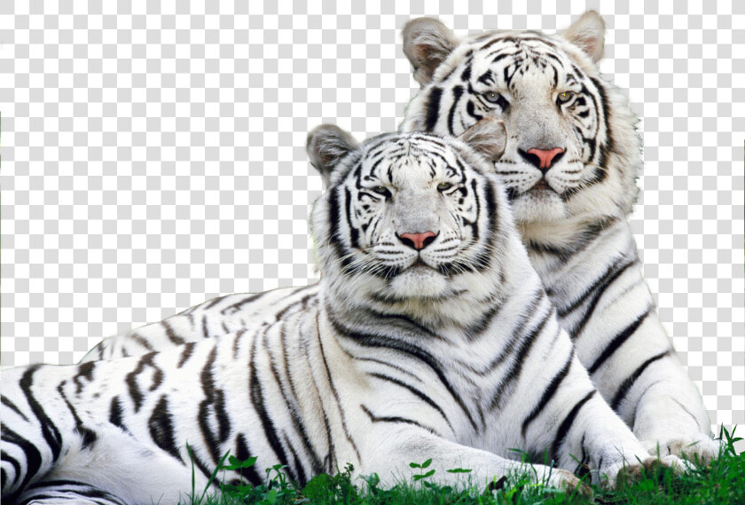 White Tiger Safari Logo   Png Download   White Tiger  Transparent PngTransparent PNG