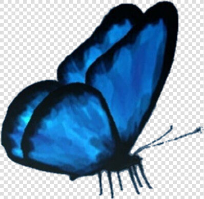  butterfly  butterflyeffect  lifeisstrange  max  cloe   Butterfly Picsart Png  Transparent PngTransparent PNG