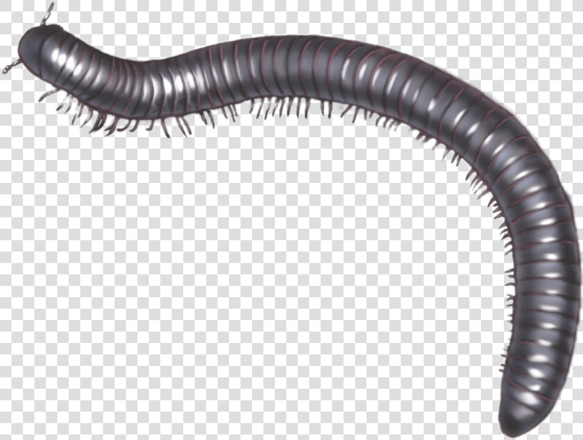 Millipede Illustration   Millipede Png  Transparent PngTransparent PNG