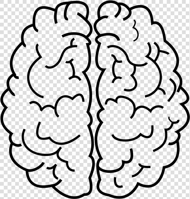 Brain Line Art   Brain Line Drawing Png  Transparent PngTransparent PNG