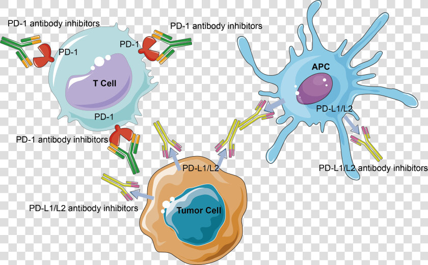 Transparent Cancer Cell Png   Immune Checkpoint Tumor Cartoon  Png DownloadTransparent PNG