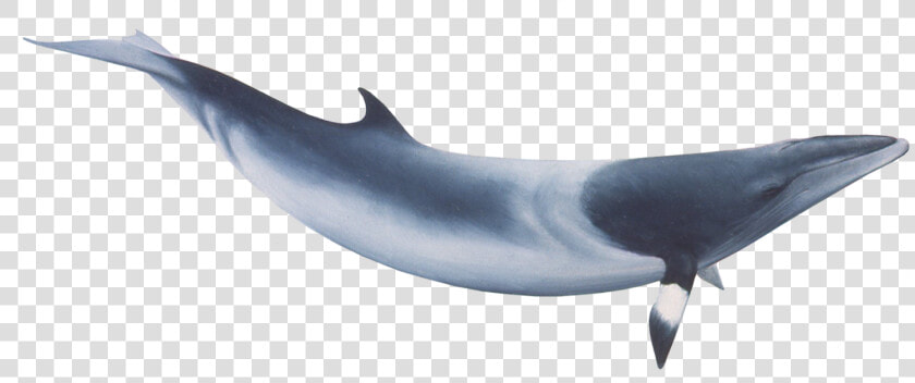 Common Minke Whale Png  Transparent PngTransparent PNG