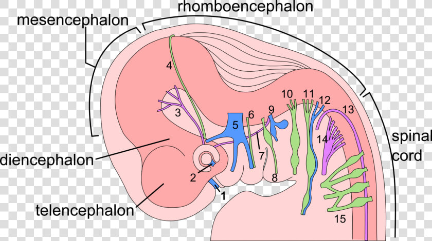 Fetal Development Nervous System  HD Png DownloadTransparent PNG