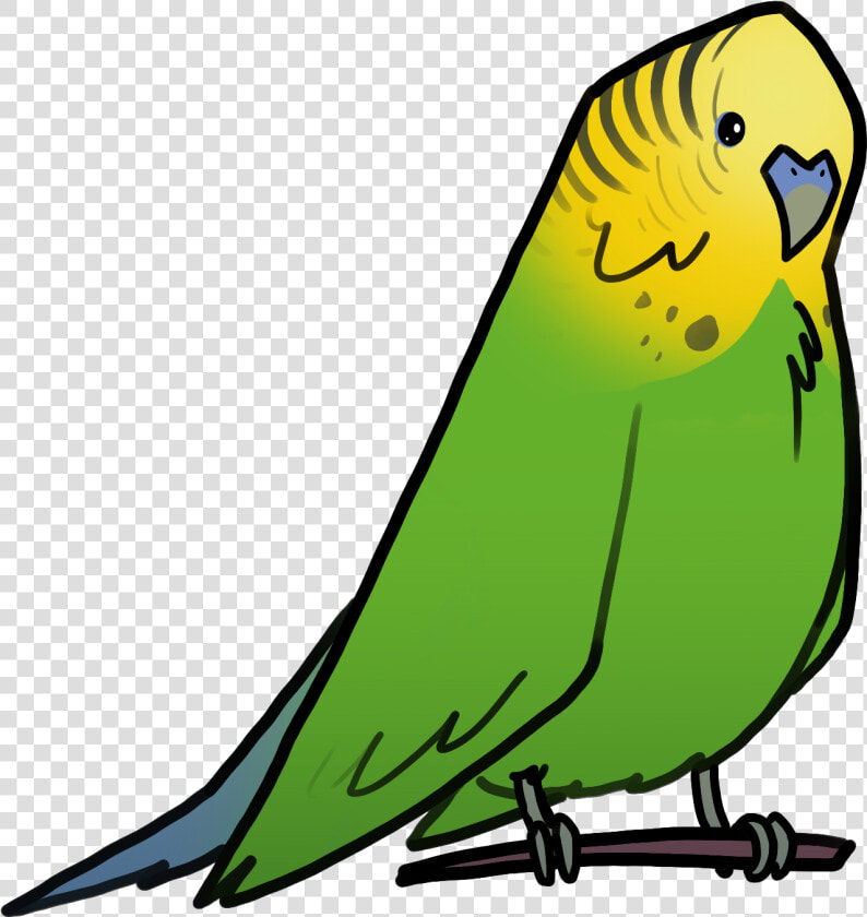 Budgie  HD Png DownloadTransparent PNG