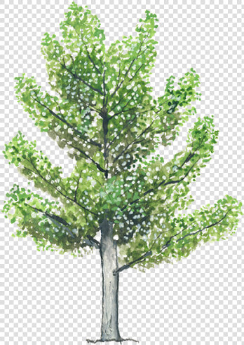 Thumb Image   Arbol Alamo Animado  HD Png DownloadTransparent PNG