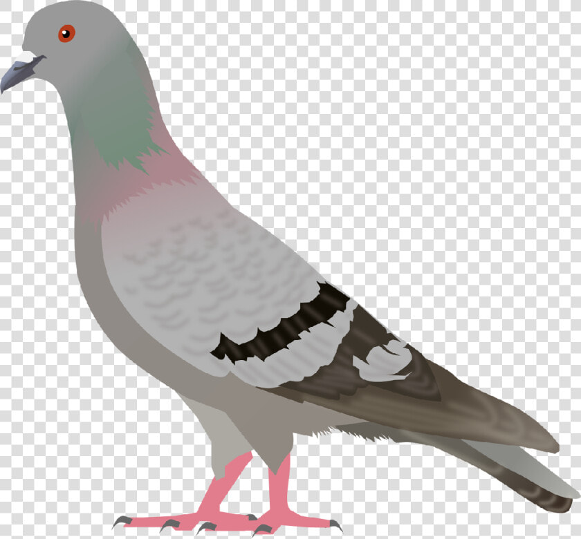 Pigeon Clipart Pigen   Pigeon Clipart  HD Png DownloadTransparent PNG