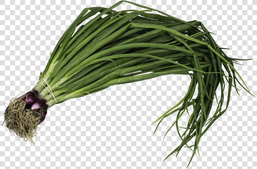 Planta De Cebolla De Verdeo   Png Download   Onion Welsh  Transparent PngTransparent PNG