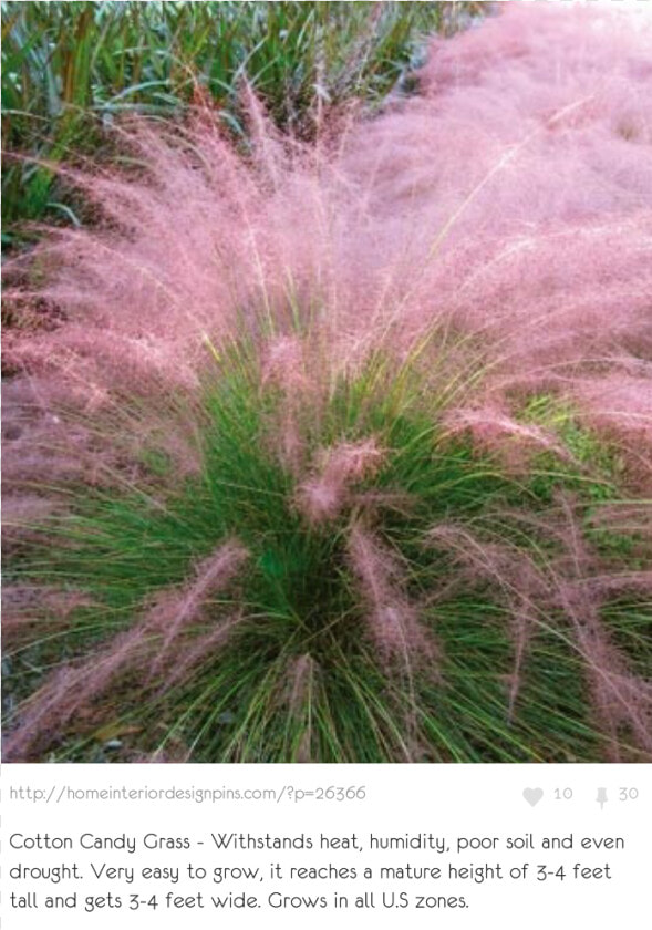 Ornamental Grass Us  HD Png DownloadTransparent PNG