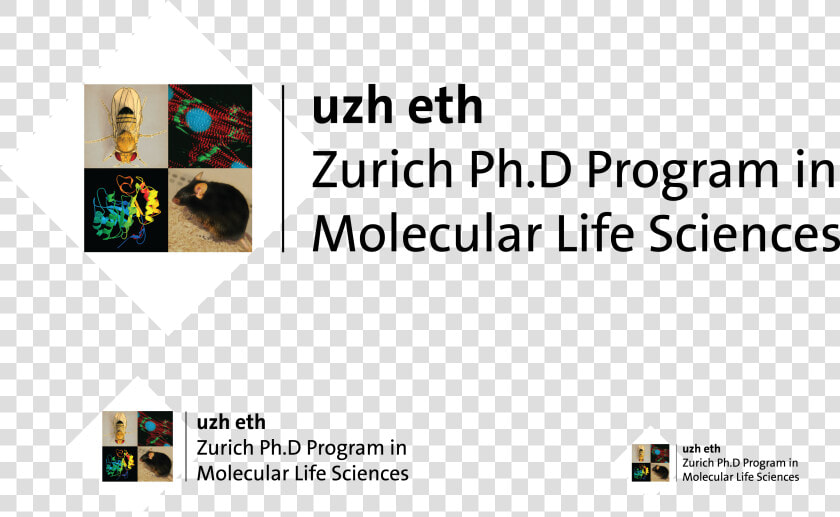 Transparent Mls Png   Molecular Life Sciences Uzh  Png DownloadTransparent PNG