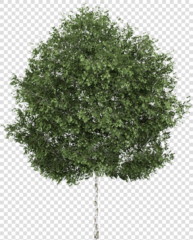 Transparent Aspen Tree Clipart   Silver Birch Tree Png  Png DownloadTransparent PNG