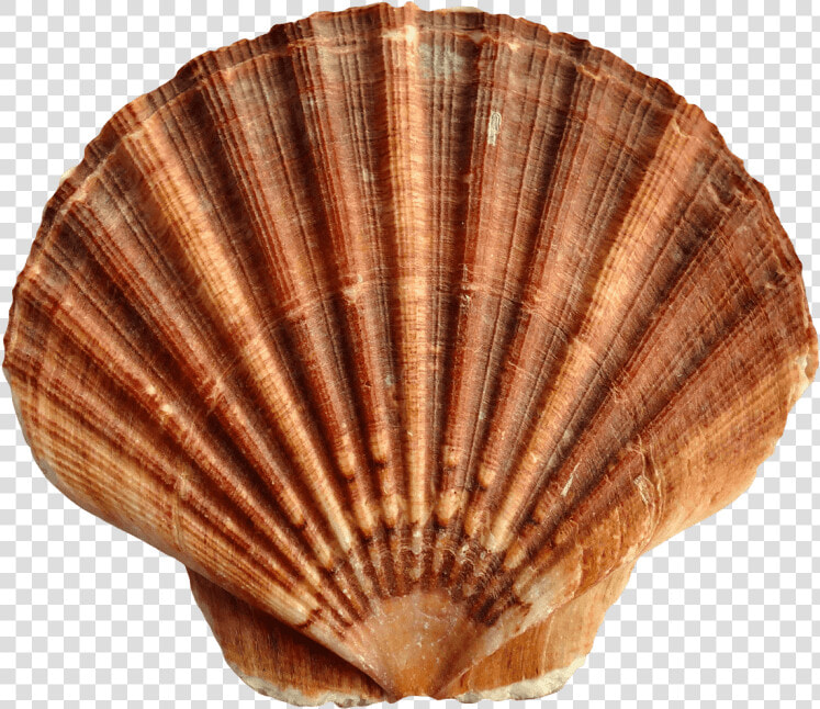 Shell Clipart Red Sea   Transparent Background Seashells Png  Png DownloadTransparent PNG