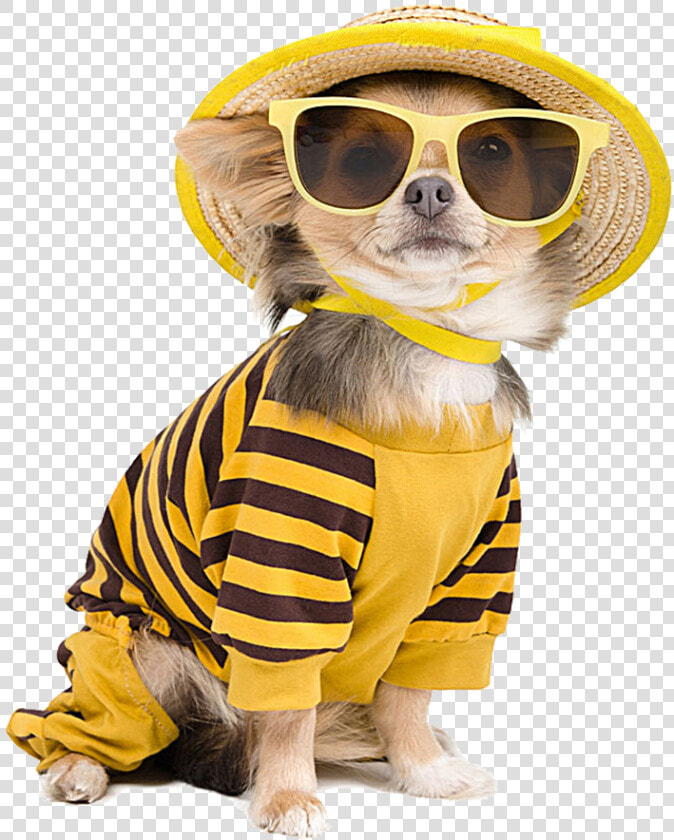 Chihuahua Sunglasses Photography Cool Dog T shirt Puppy   Cute Puppy With Dress  HD Png DownloadTransparent PNG