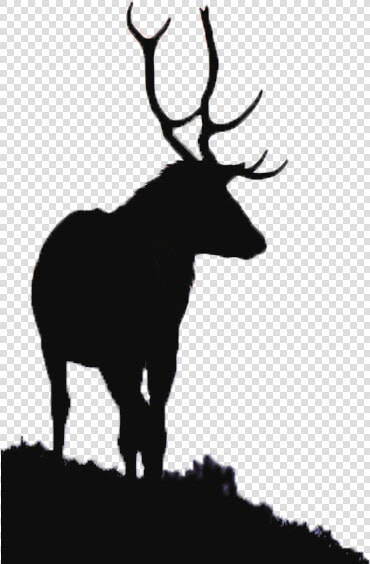 River Glass  Strathglass Beauly Firth Red Deer Elk   Aesthetic Moose  HD Png DownloadTransparent PNG