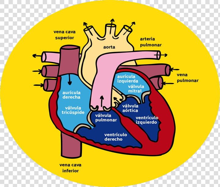 ¿cómo Circula La Sangre A Través Del Corazón Y Los  HD Png DownloadTransparent PNG