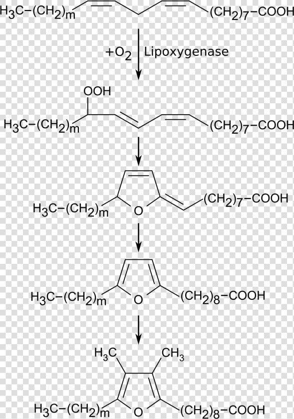 Biosynthesis Of Ffa  HD Png DownloadTransparent PNG