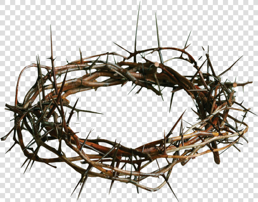 Thorns Transparent Png   Crown Of Thorns Transparent Background  Png DownloadTransparent PNG