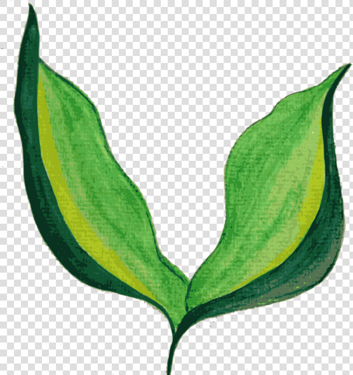 Plant Stem plant flower   Painted Leaf Transparent Background  HD Png DownloadTransparent PNG