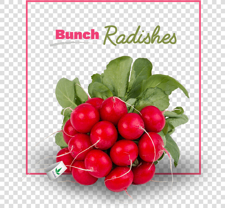 Radish  HD Png DownloadTransparent PNG