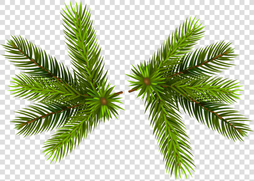 Pine Branches Transparent Png Clip   Christmas Pine Transparent Background  Png DownloadTransparent PNG