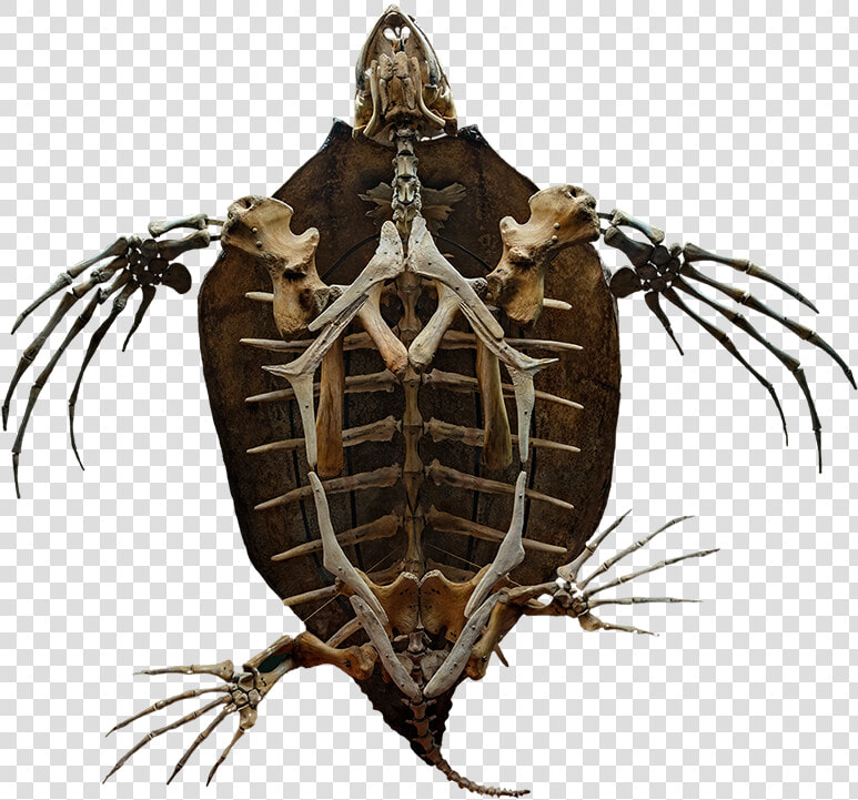 Turtle Skeleton   Turtle Skeleton Png  Transparent PngTransparent PNG