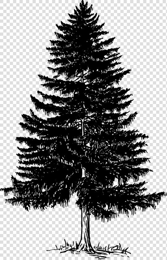 Black And White Pine Tree Png Vector  Clipart  Psd   Pine Tree Black And White  Transparent PngTransparent PNG