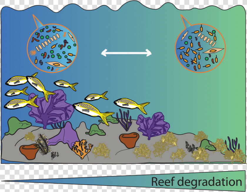 The Coral Reef Microbiome   Illustration  HD Png DownloadTransparent PNG