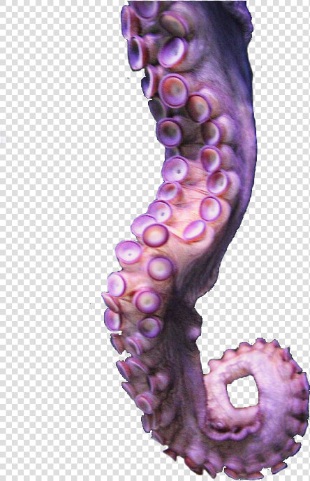 Tentacle Png  Transparent PngTransparent PNG