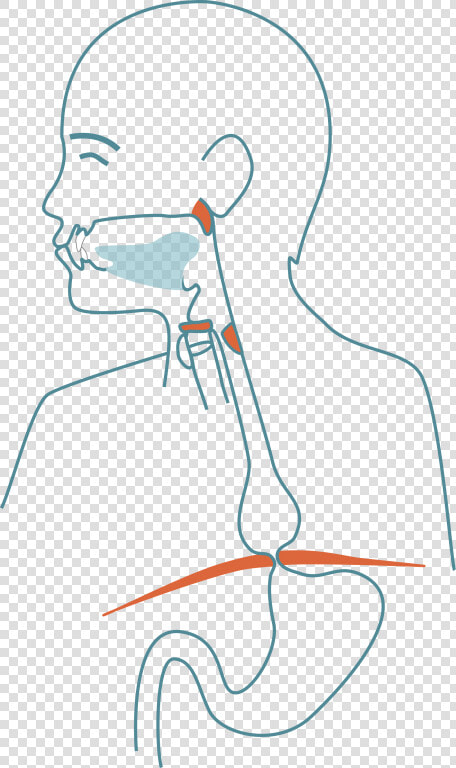 Mouth Clipart Esophagus   Drawing  HD Png DownloadTransparent PNG