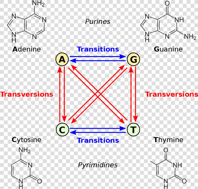 Transition Mutation  HD Png DownloadTransparent PNG