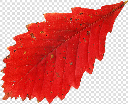 Красный Лист Дуба  Осень  Осенние Листья  Red Leaf   Leaf  HD Png DownloadTransparent PNG