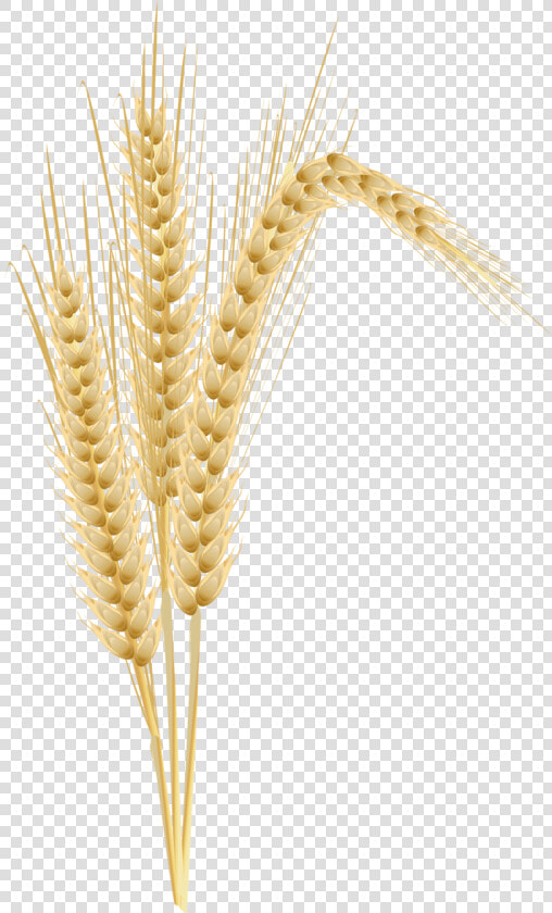 Transparent Wheat   Wheat Tree Clipart  HD Png DownloadTransparent PNG