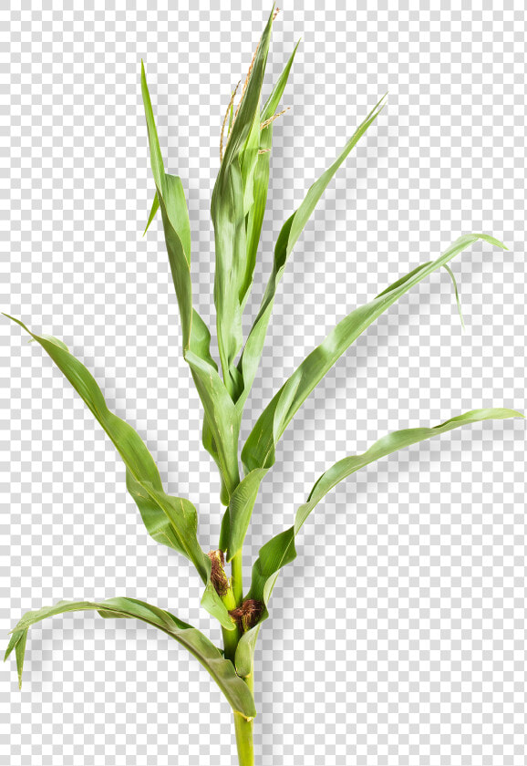 Corn Plant White Background   Png Download   Corn Plant White Background  Transparent PngTransparent PNG