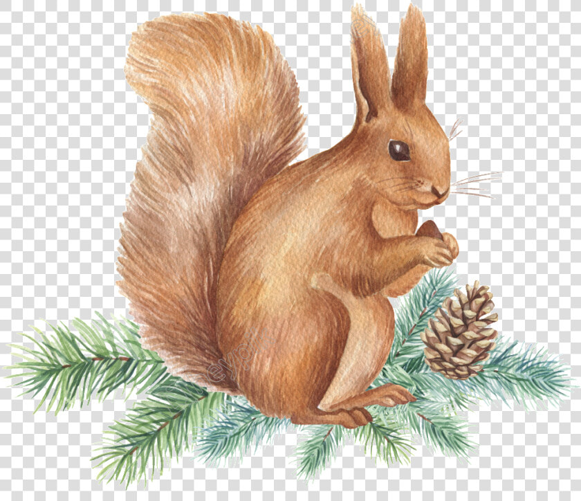 Squirrel Png Transparent Images   Gambar Tupai Keren Kartun  Png DownloadTransparent PNG