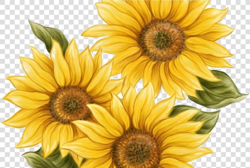 15 Watercolor Sunflower Png For Free Download On Mbtskoudsalg  Transparent PngTransparent PNG