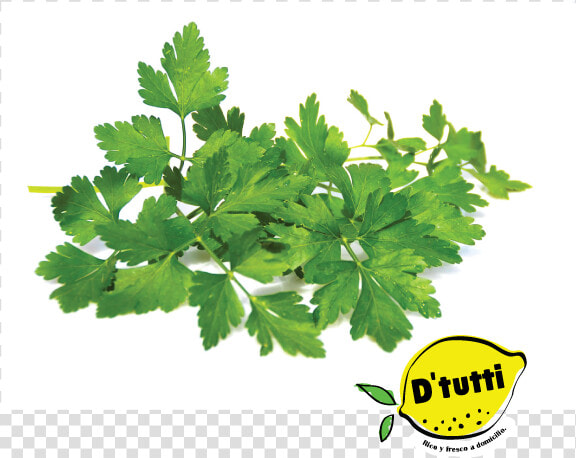 10 Plantas Medicinales  HD Png DownloadTransparent PNG