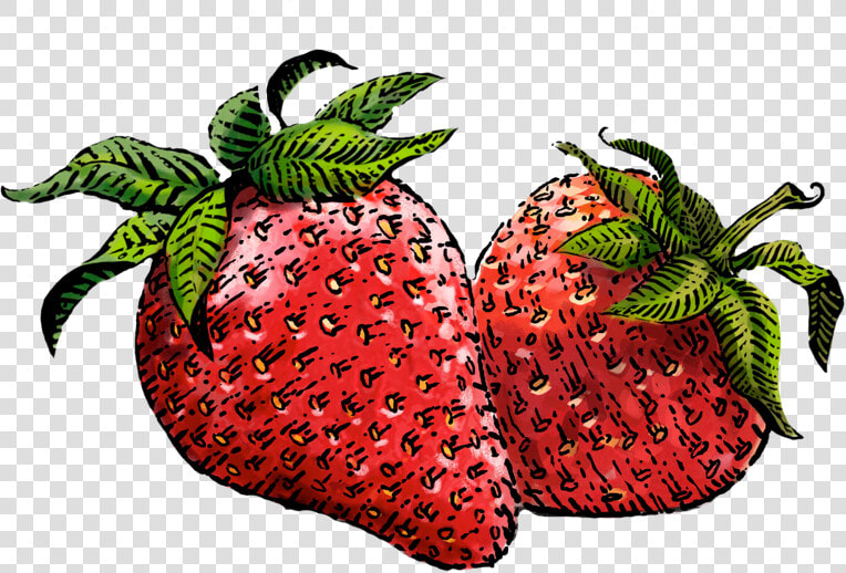 Strawberry Png Image   Siggi  39 s Strawberry  Transparent PngTransparent PNG