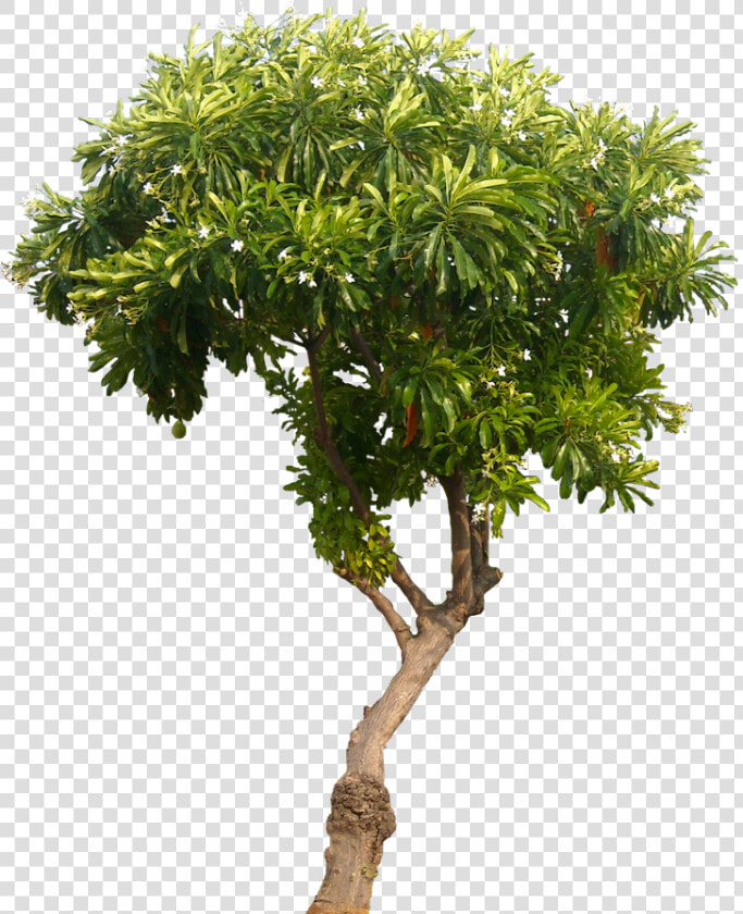 For Free Download On Mbtskoudsalg Tree   Transparent Mango Tree Png  Png DownloadTransparent PNG