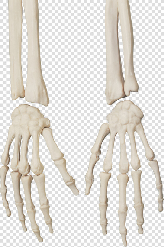 Skeleton Png   Skeleton Hand Png  Transparent PngTransparent PNG