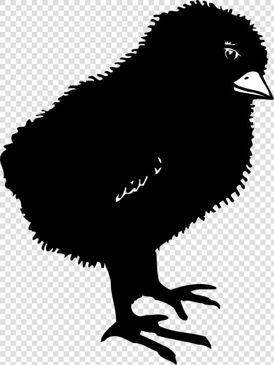 Black  Chicks  Bird  Baby  Dark  Little  Small  Chicken   Baby Chick Silhouette Png  Transparent PngTransparent PNG