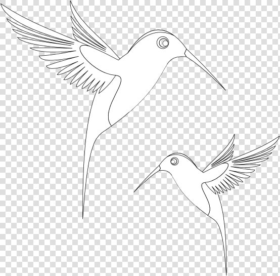 Colibri Birds Black White Line Art Coloring Book Colouring   Coloring Book  HD Png DownloadTransparent PNG