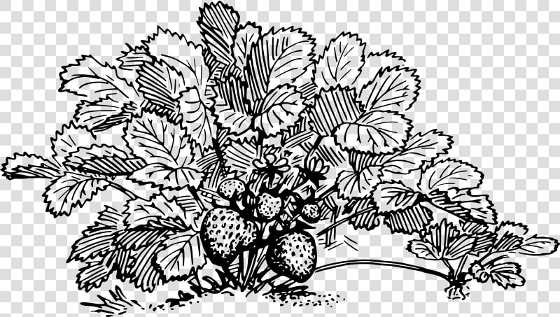 Strawberry   Strawberry Plant Clipart Black And White  HD Png DownloadTransparent PNG