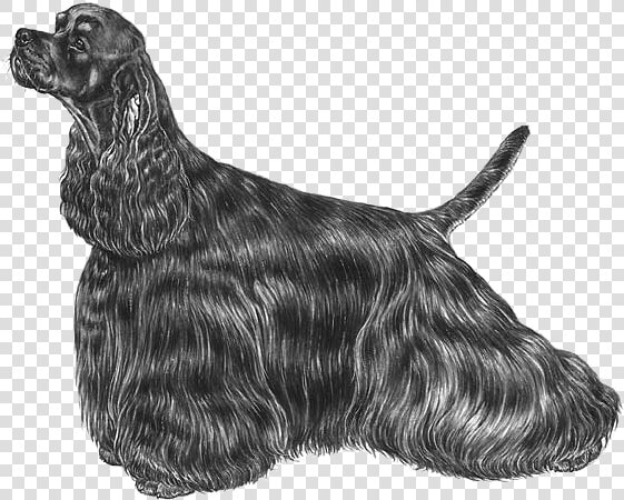 American Cocker Spaniel Png  Transparent PngTransparent PNG