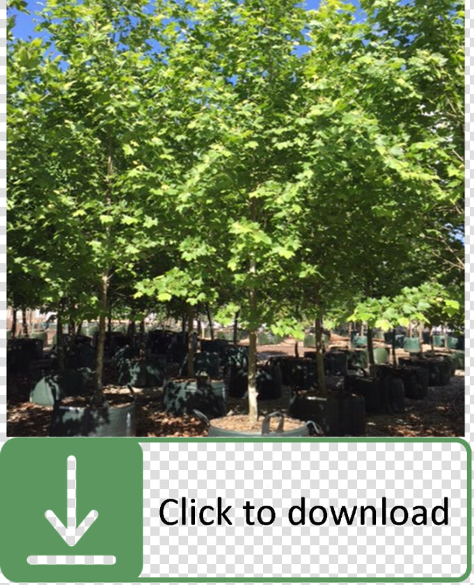 Platanus Acerifolia Tree Growth Rate  HD Png DownloadTransparent PNG