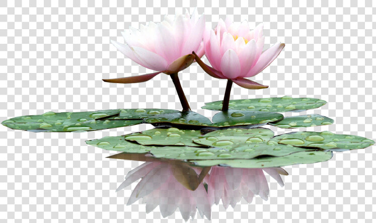 Lily In The Water  Type Pc   Water Lilies Png Drawings  Transparent PngTransparent PNG