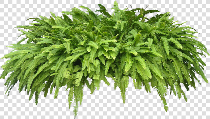 High Resolution Ferns Png Icon   Tropical Plants Transparent Background  Png DownloadTransparent PNG