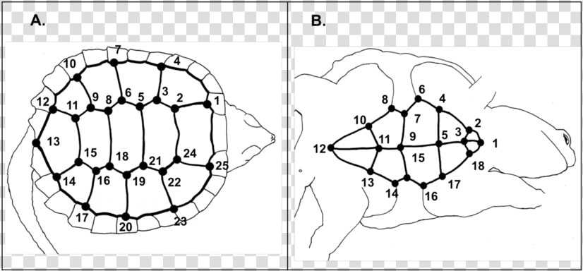 Location Of 25 Landmarks Digitized On The Carapace   Drawing  HD Png DownloadTransparent PNG