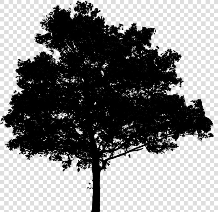 Oak Tree Silhouette   Black Tree Png For Photoshop  Transparent PngTransparent PNG