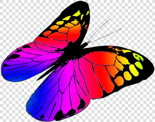 Free Butterfly Clipart   Colorful Butterflies Flying Png  Transparent PngTransparent PNG