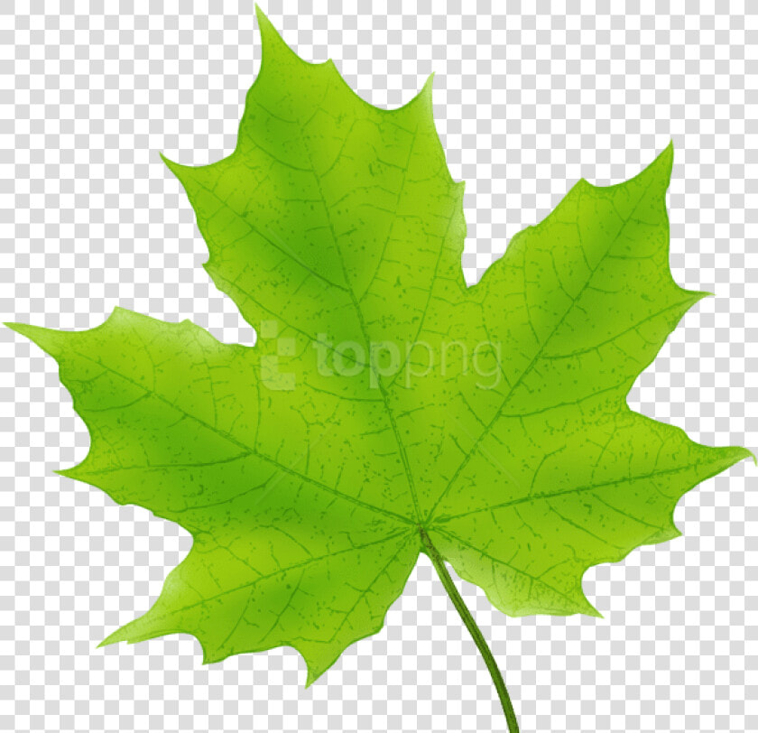 Leaves Clipart Maple   Green Maple Leaf Clipart  HD Png DownloadTransparent PNG