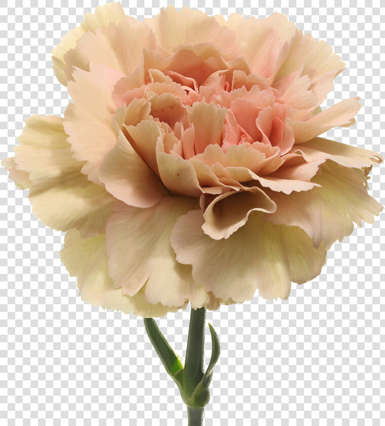 Dianthus Caramel  HD Png DownloadTransparent PNG